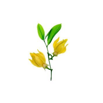 Ylang Ylang