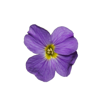 Fialka