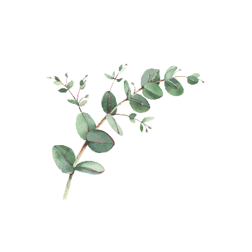 Eukalyptus