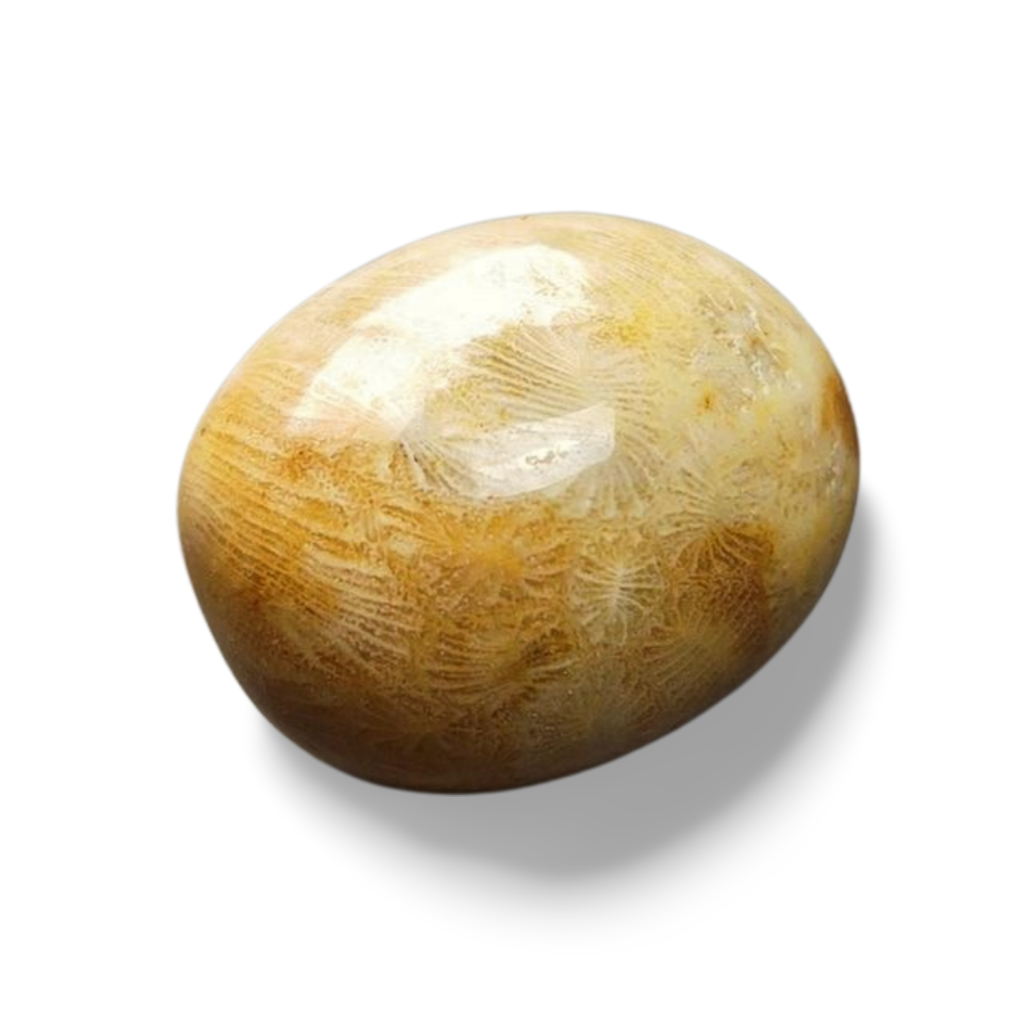 Skamenelí Korál